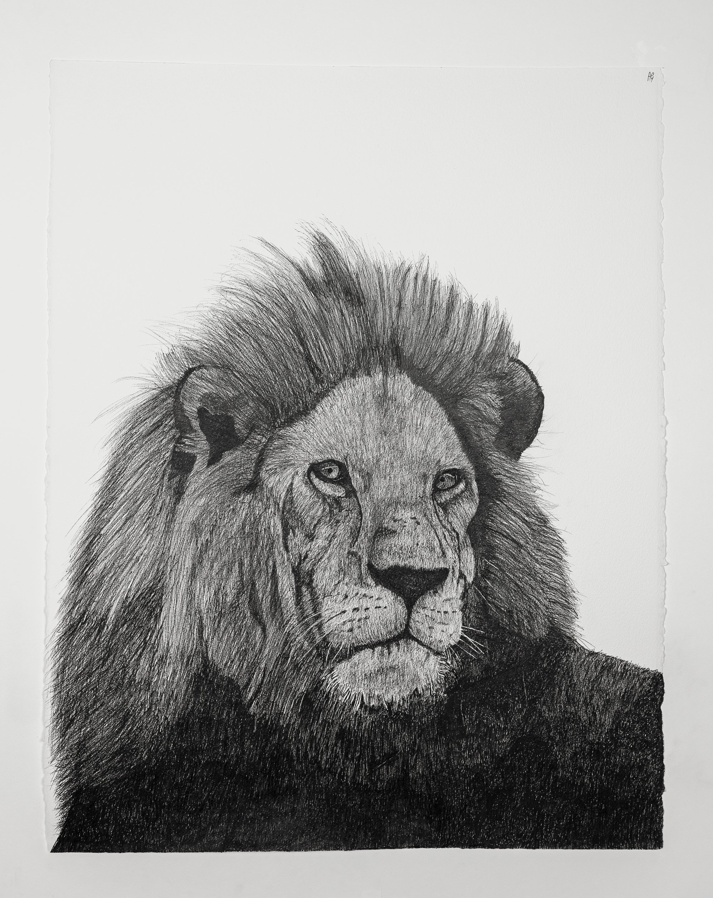 "Lion" - Original Drawing, Framed